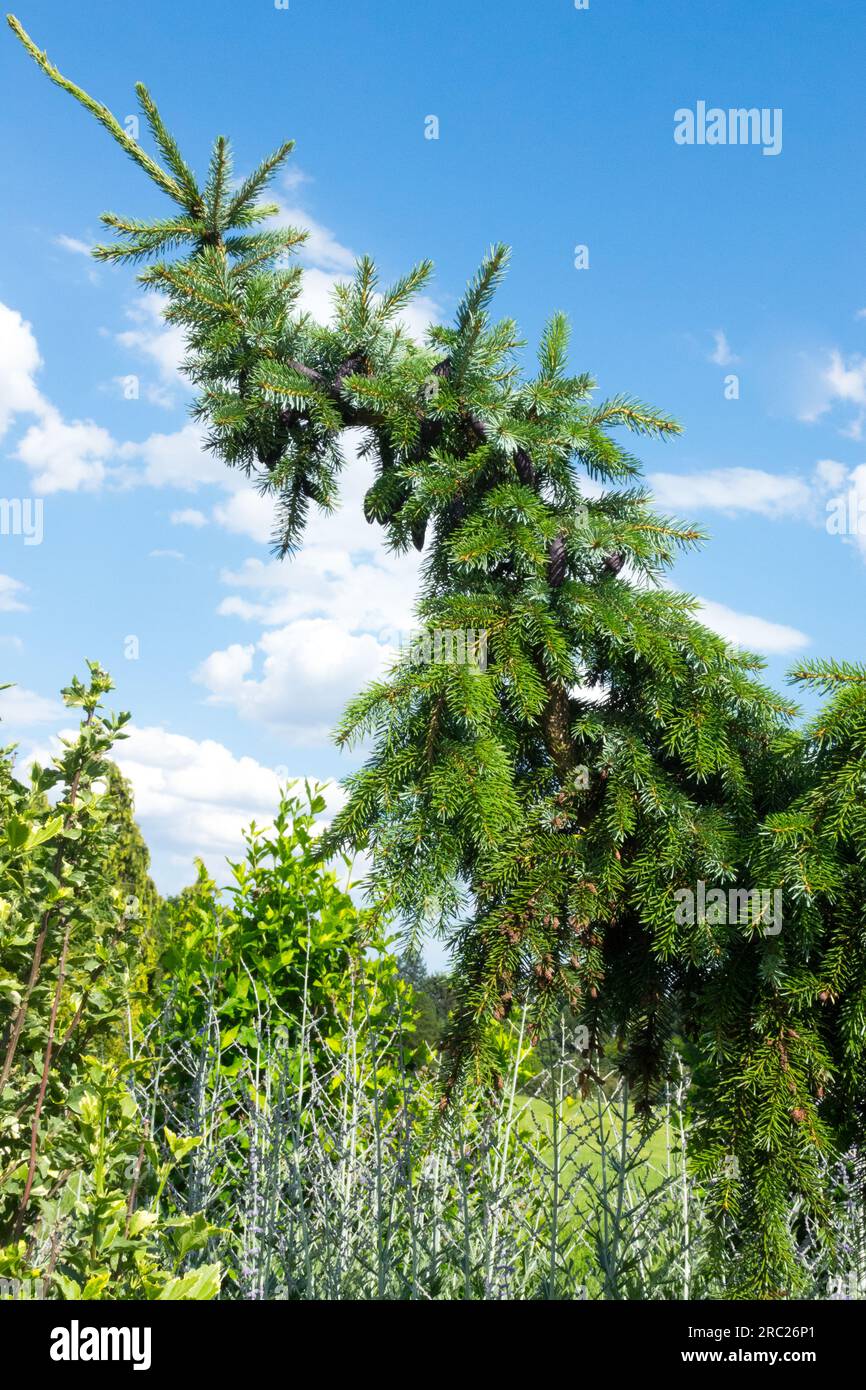 Picea omorika 'pendula bruns' épinette serbe épinette penduleuse pleuvent épinette serbe feuillage étroit de conifère forme Picea jardin pendula forme Banque D'Images