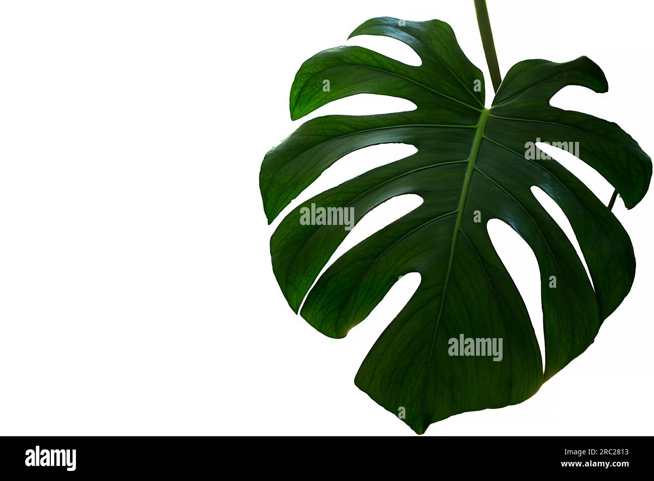 Feuille de plante Monstera deliciosa sur fond noir Banque D'Images. 