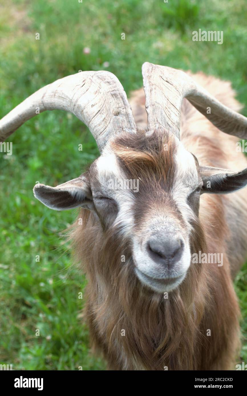 Chèvre de montagne avec cornes bouclées. Dans l'enceinte du zoo. Gros plan. Banque D'Images
