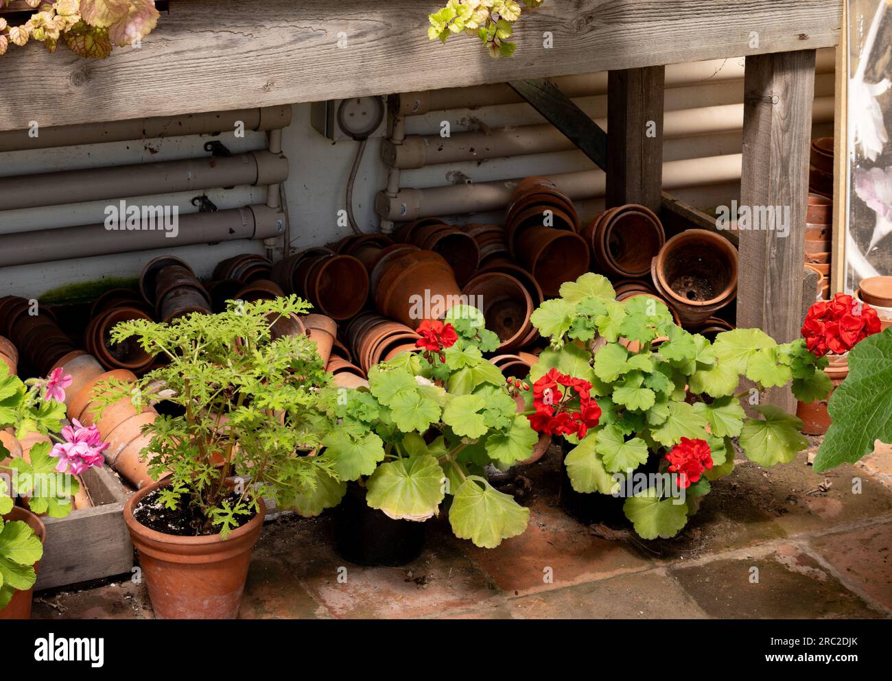 Plantes de géranium et pots de fleurs en argile. Banque D'Images