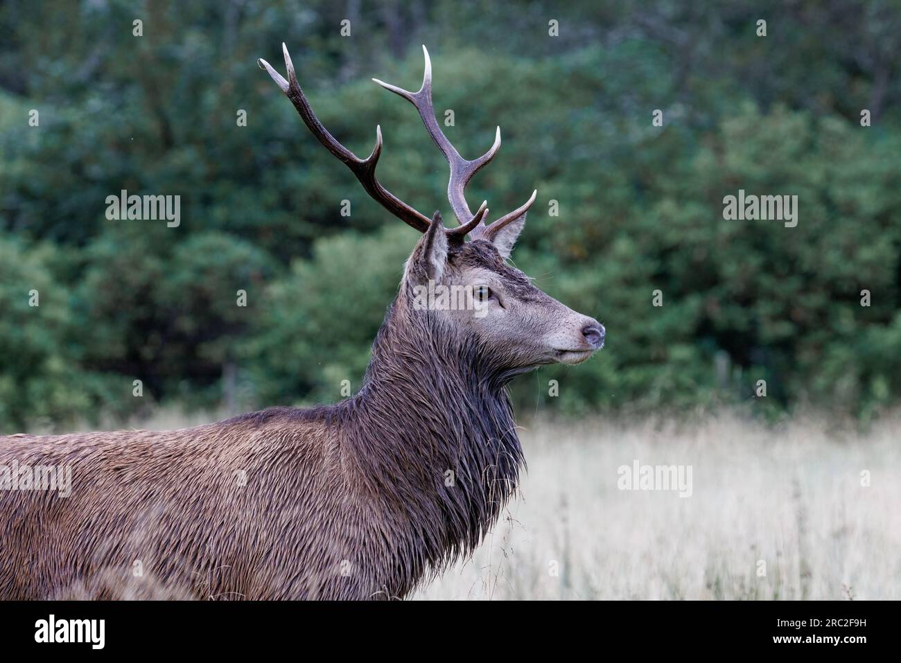 Cerf rouge [Cervus elaphus] dans un champ herbeux Banque D'Images