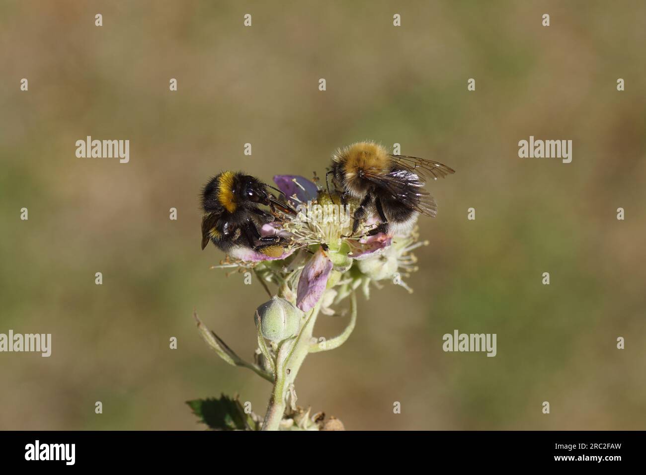 Refermez le bourdon de jardin (Bombus hortorum) et le bourdon d'arbre (Bombus hypnorum) ensemble sur la mûre sans corne en fleurs (Rubus Hybrid). Banque D'Images