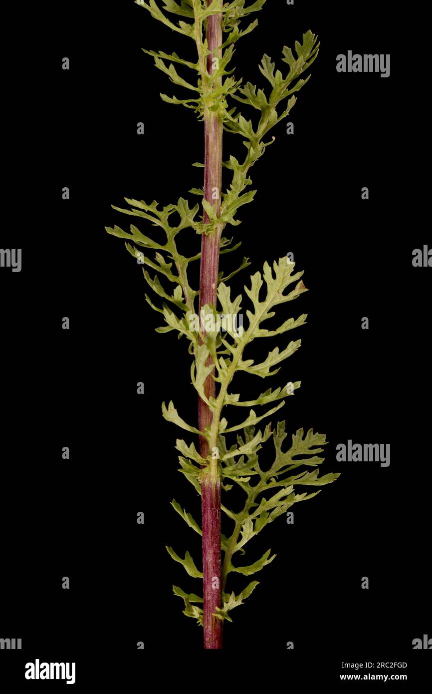 Ragwort commun (Jacobaea vulgaris). Gros plan sur la tige feuilletée Banque D'Images