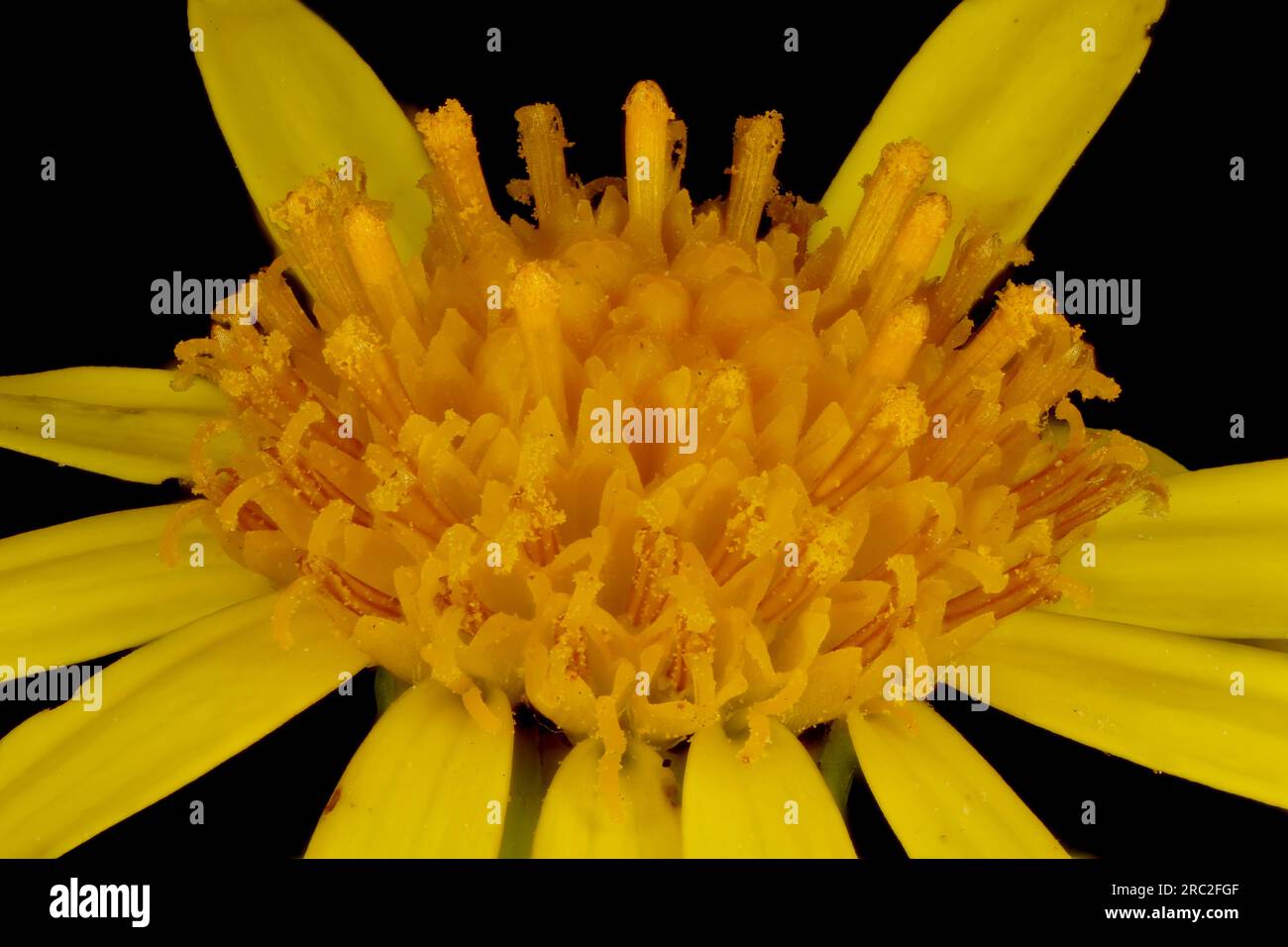Ragwort commun (Jacobaea vulgaris). Fleur capitulum détail en gros plan Banque D'Images