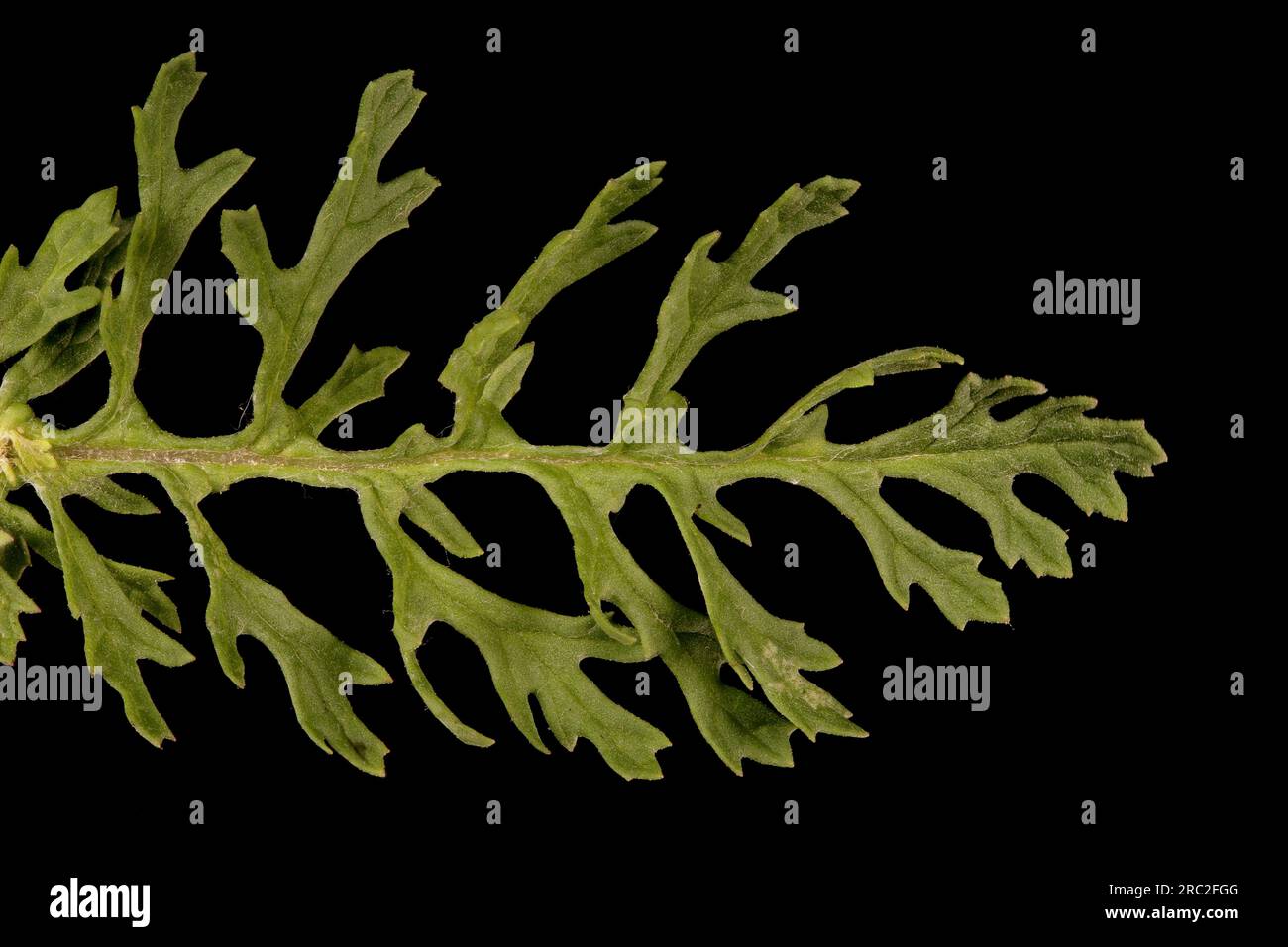 Ragwort commun (Jacobaea vulgaris). Gros plan des lames Banque D'Images