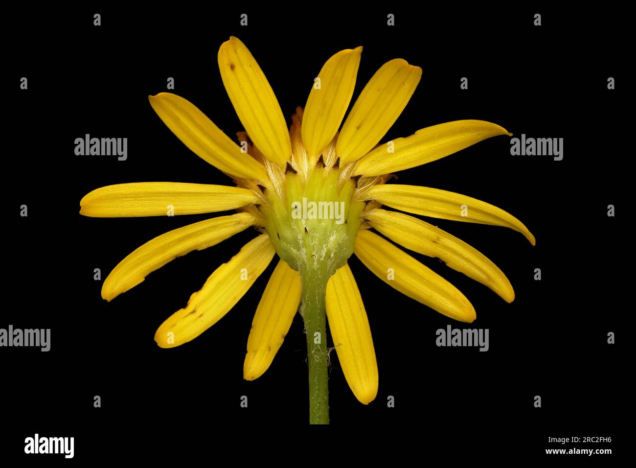 Ragwort commun (Jacobaea vulgaris). Closeup capitulum floral Banque D'Images