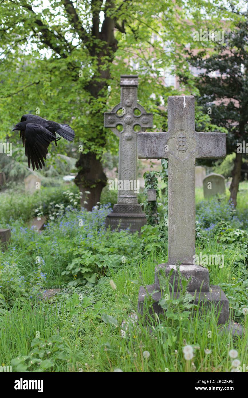 Vieilles pierres tombales dans le cimetière historique de Brompton à Londres. Oiseau corbeau noir. Banque D'Images Vieilles pierres tombales dans le cimetière historique de Brompton à Londres. Oiseau corbeau noir. Banque D'Images