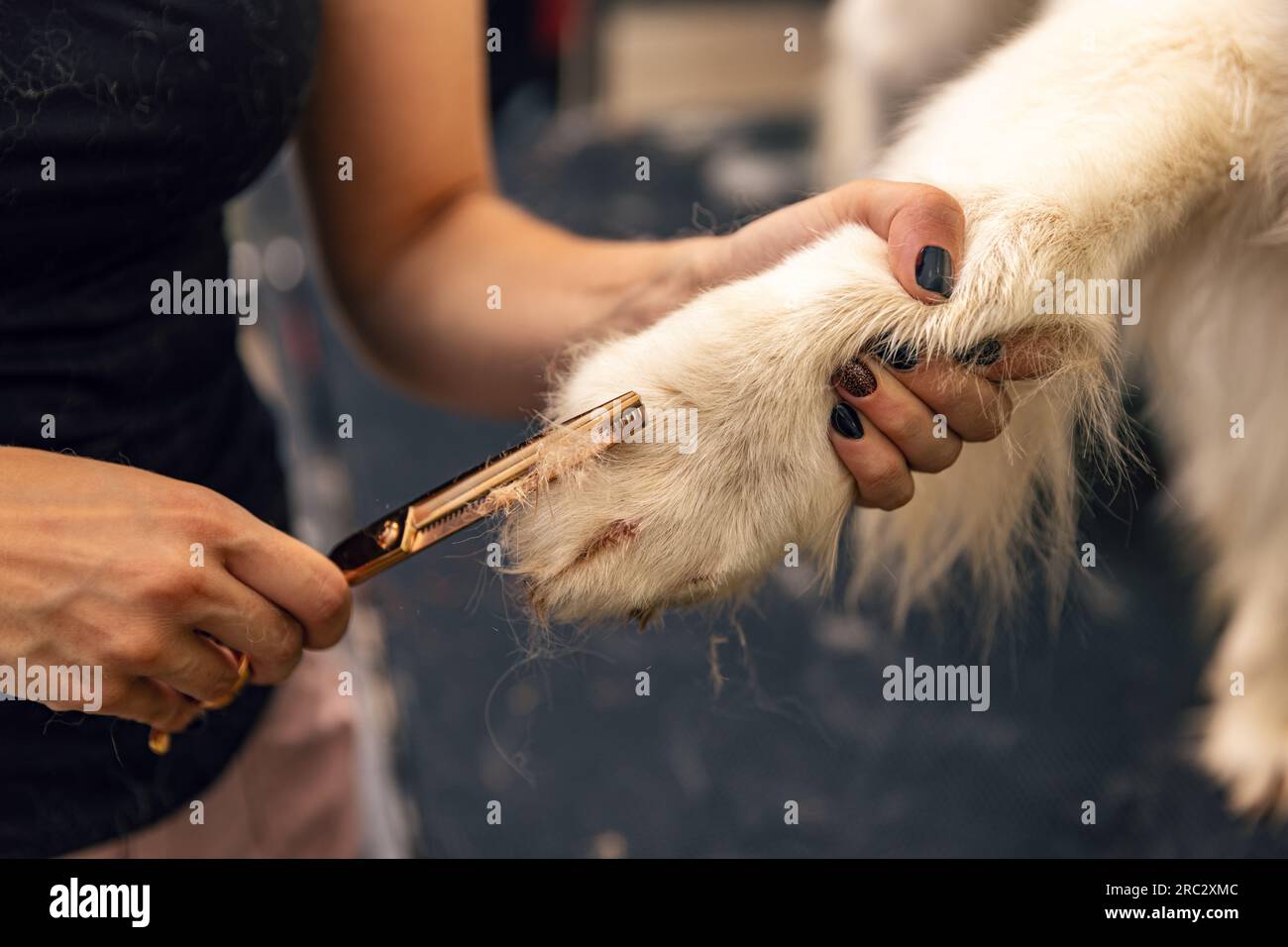 Tondeuse professionnelle coupe la fourrure de Golden retriever avec des ciseaux au salon de toilettage. Banque D'Images