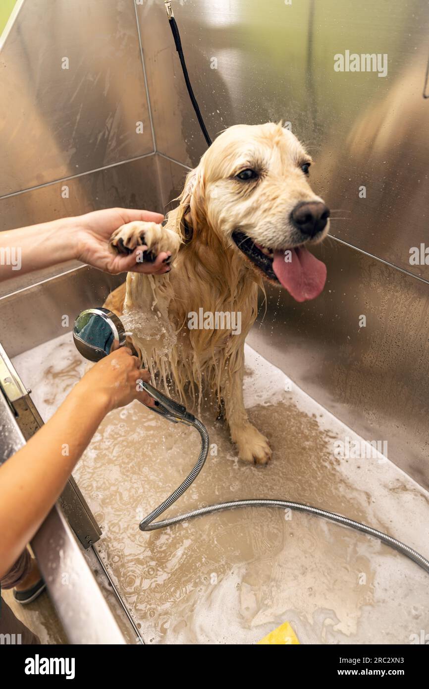 Portrait drôle d'un chien Golden retriever douche dans le salon de toilettage Banque D'Images