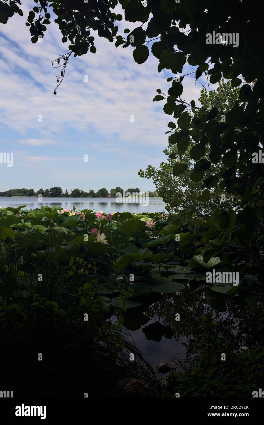 Lakeshore sur une journée ensoleillée avec des coussinets de lys dans la campagne italienne encadrée par des arbres Banque D'Images