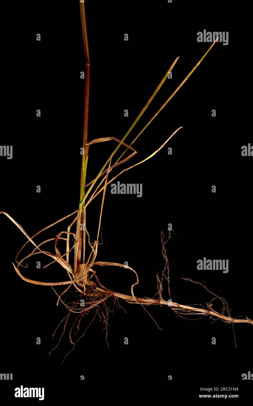 Prairie lisse (Poa pratensis). Gros plan sur les racines et les rhizomes Banque D'Images