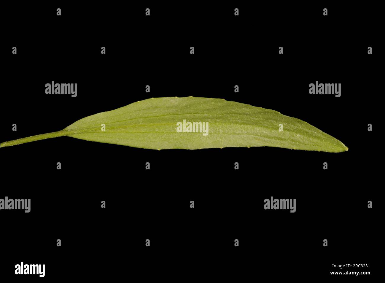 Petite leurpe (Ranunculus flammula). Gros plan des feuilles basales Banque D'Images