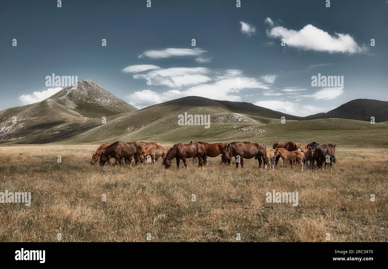 Chevaux sur un plateau et montagnes en arrière-plan Banque D'Images