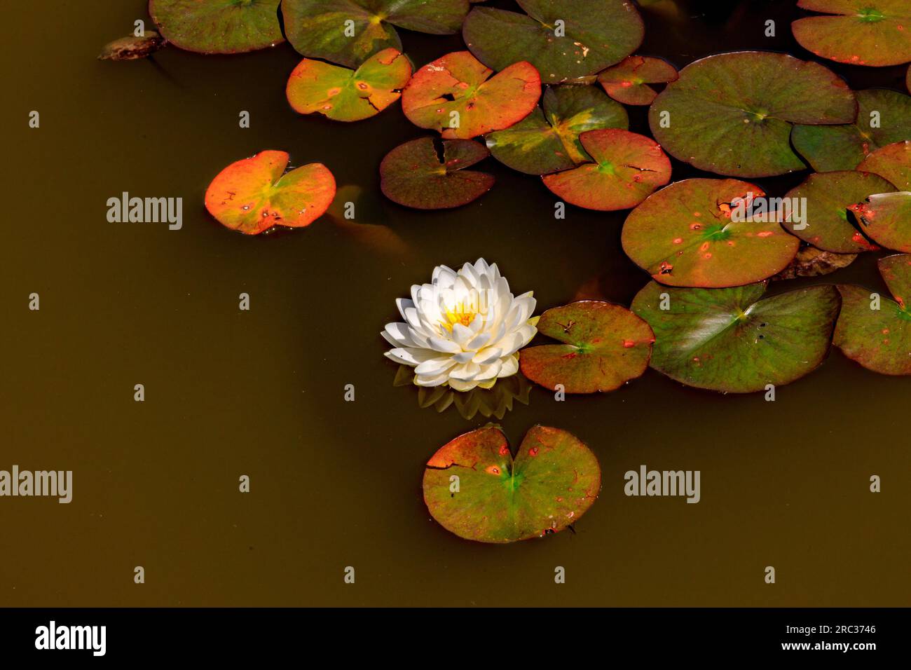 Nr Yeovil, Somerset, Angleterre, Royaume-Uni Banque D'Images