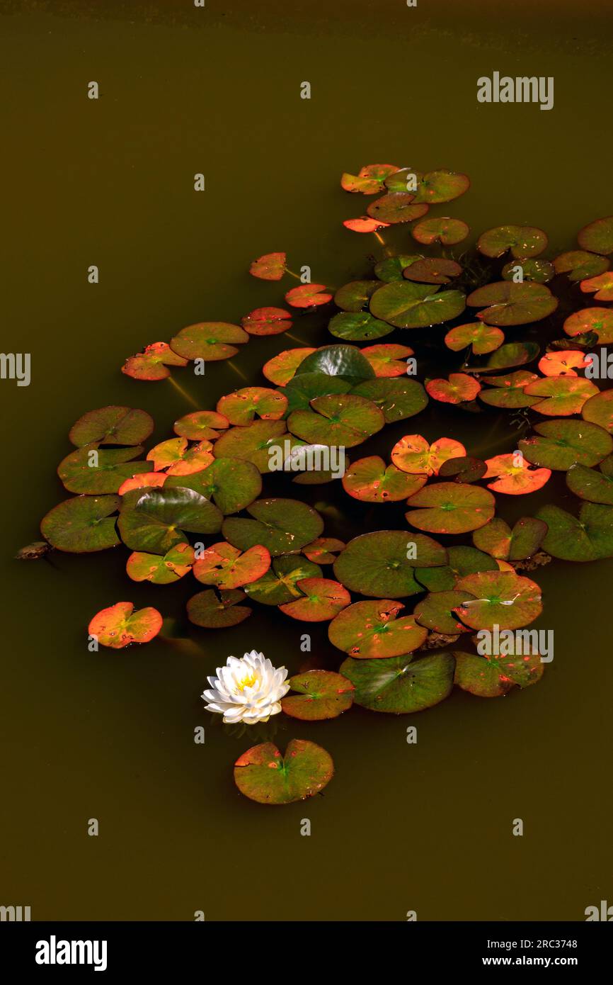 Nr Yeovil, Somerset, Angleterre, Royaume-Uni Banque D'Images