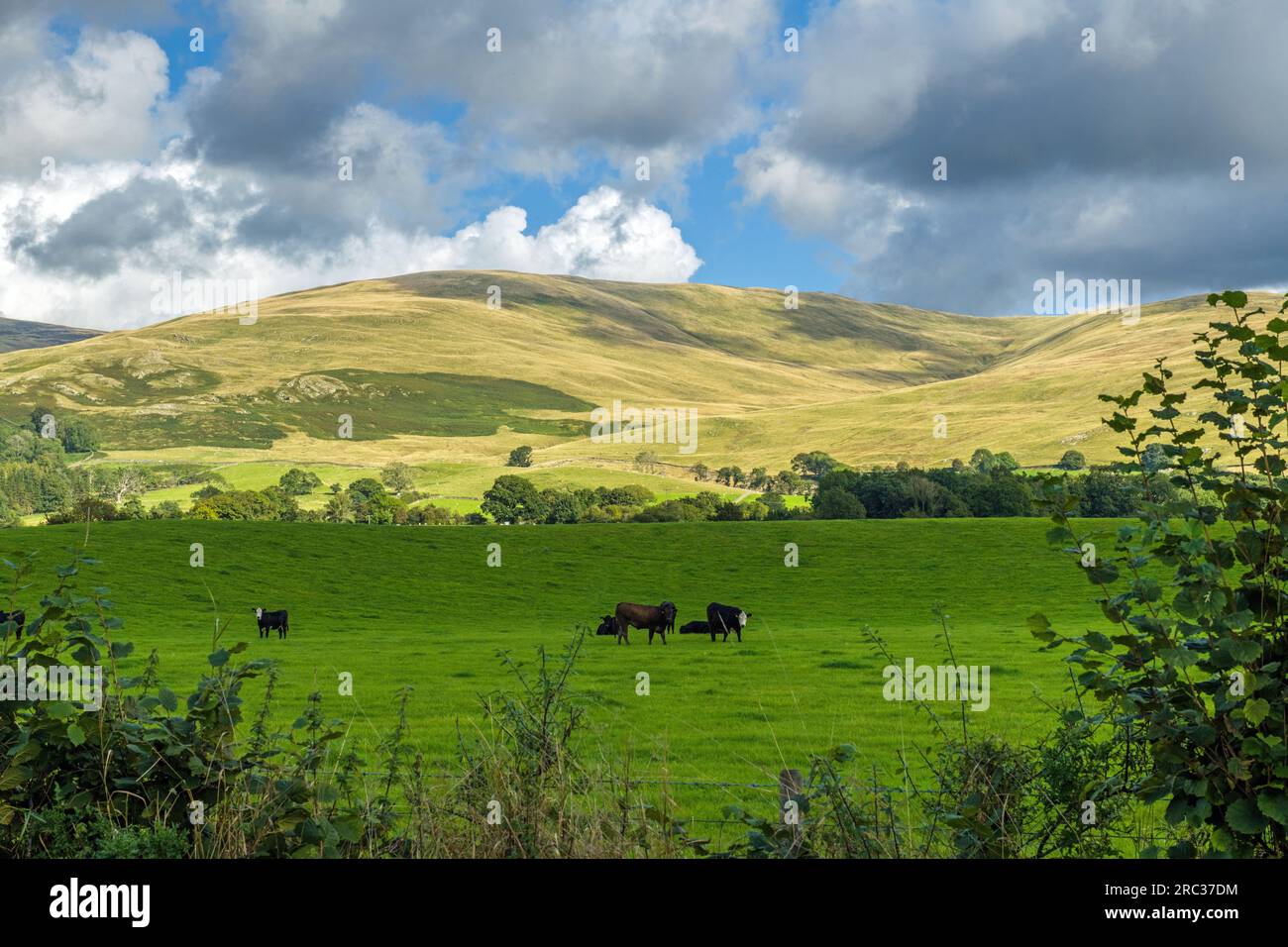 Un beau paysage rural avec les Cumbria Fells près du paisible village rural de Barbon en septembre Banque D'Images