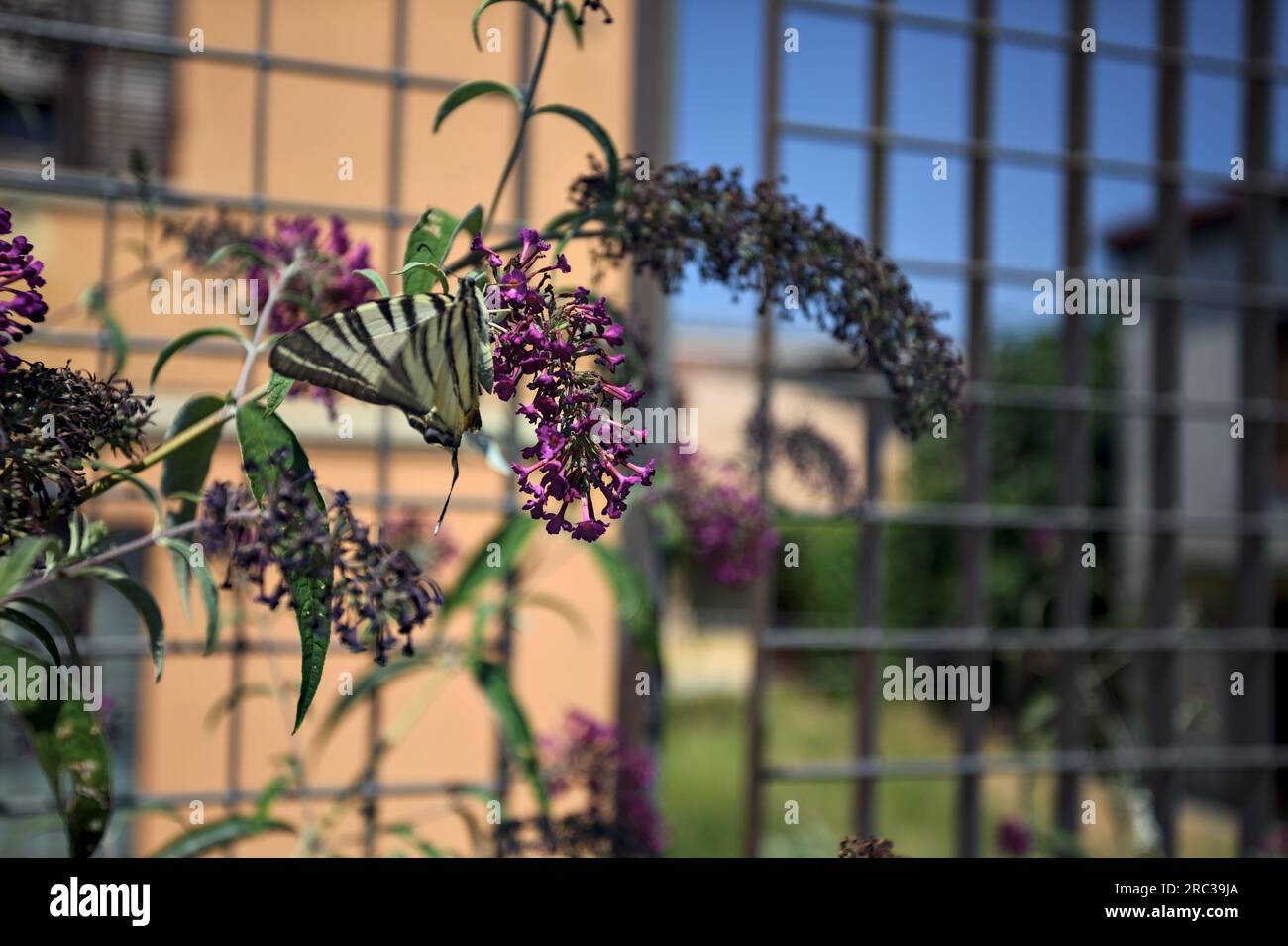 Papillon sur une fleur dans un buisson vu de près Banque D'Images