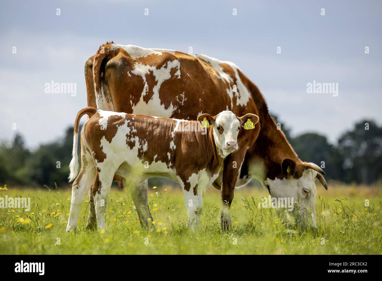 HALLE - 12/07/2023, veaux avec leur mère au dynamique farmruimzicht biologique, lors de la présentation de la Koetjes et Kalfjes Cup de la fondation Wakker Dier. Les producteurs laitiers ont remporté le prix parce qu'ils ont laissé leurs veaux grandir avec la mère. ANP ROBIN VAN LONKHUIJSEN pays-bas Out - belgique Out Banque D'Images