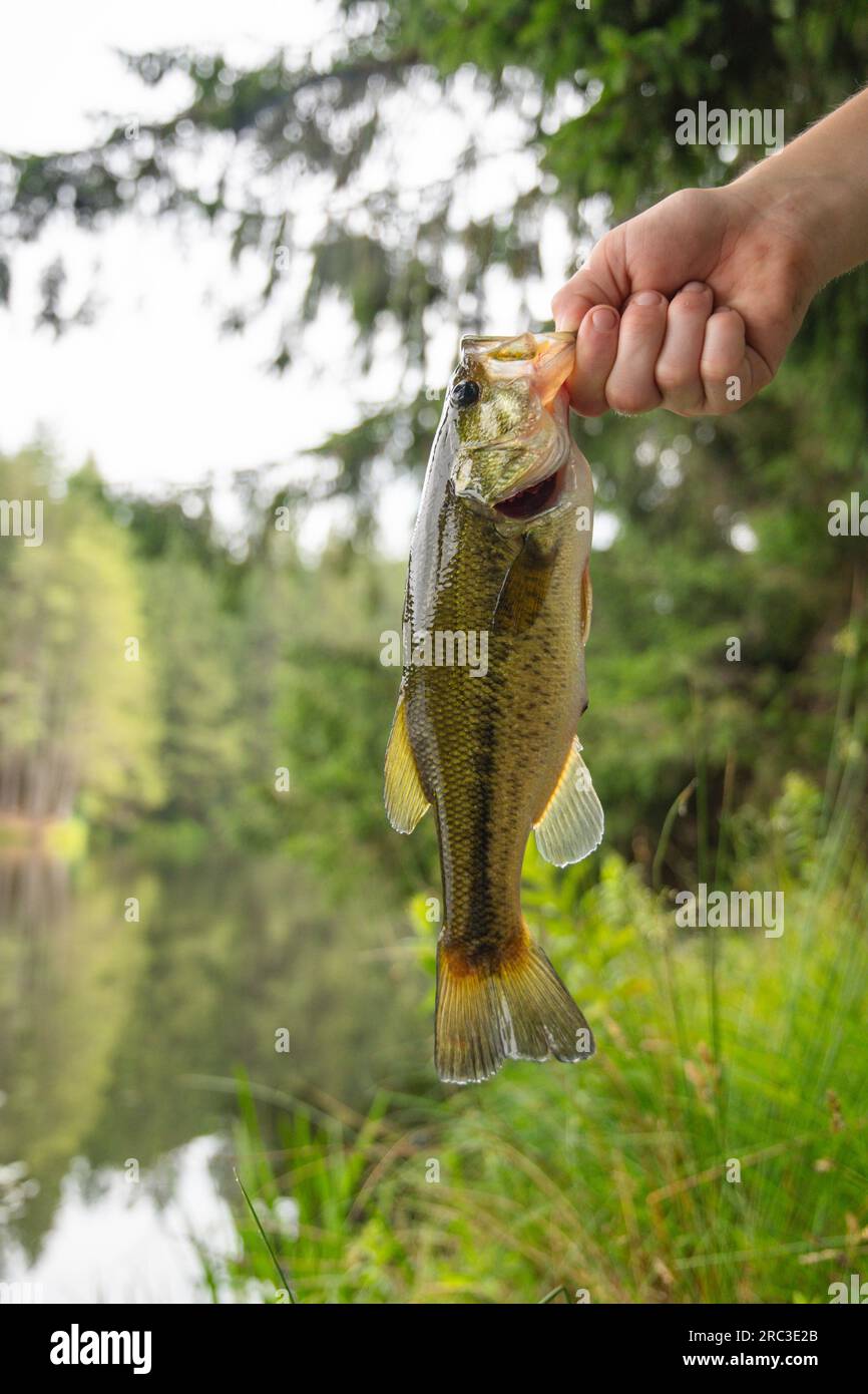 Vous détenez un bar frais d'été, pêche côtière activité d'été loisir plaisir. Banque D'Images