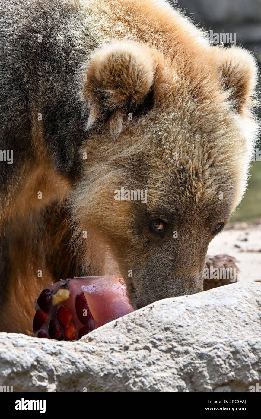 Brno, République tchèque. 12 juillet 2023. La chaleur prolongée cause des problèmes non seulement pour les humains mais aussi pour les animaux dans les zoos. Ils ont besoin d'un accès constant à l'eau, cherchent de l'ombre et sont plus susceptibles de rester à l'intérieur. Certains d'entre eux sont pulvérisés avec de l'eau par les gardiens. Photographié ici le 12 juillet 2023, est un ours du Kamchatka avec un gâteau de glace au zoo de Brno. Crédit : Vaclav Salek/CTK photo/Alamy Live News Banque D'Images