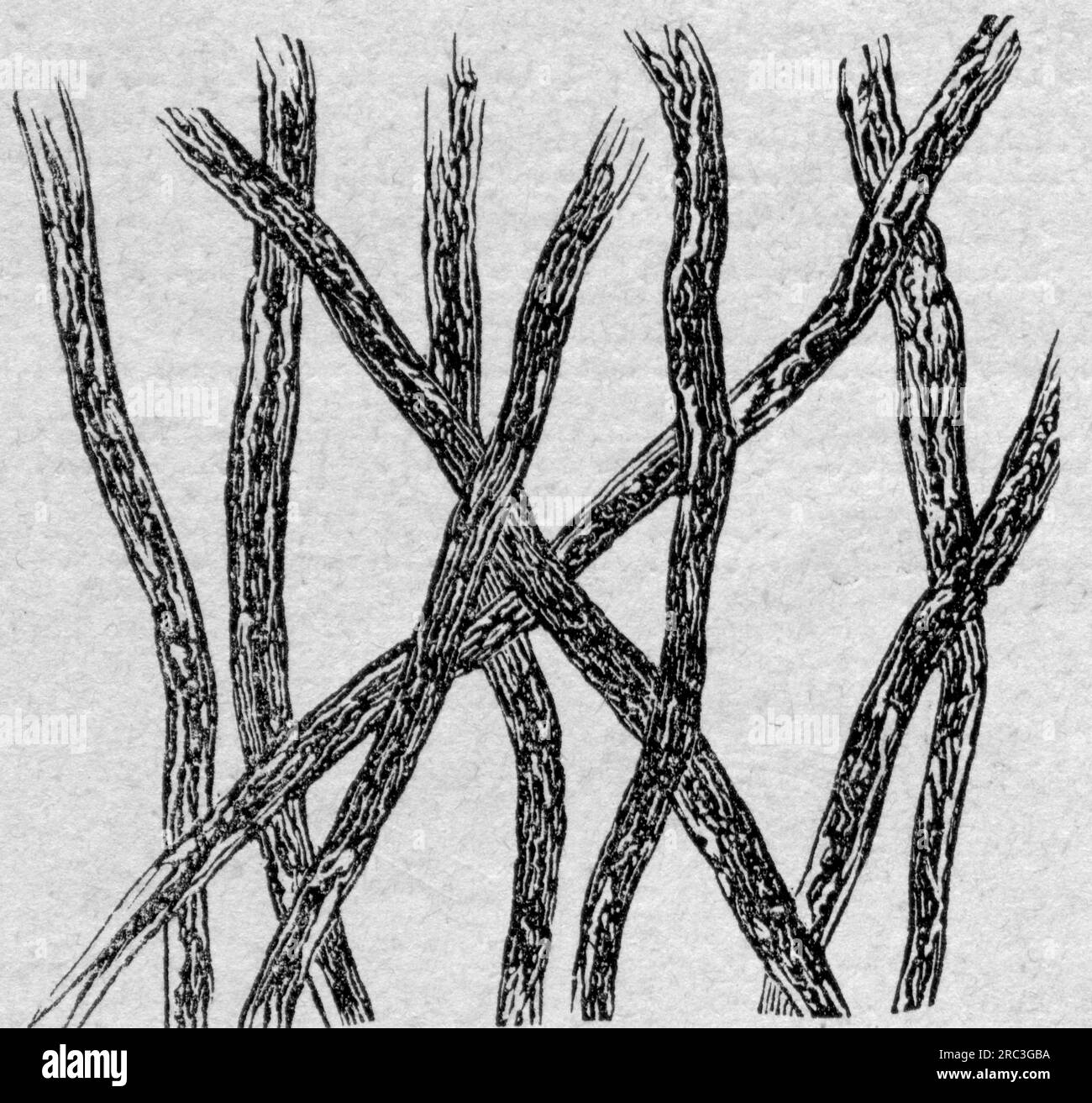 industrie, industrie de l'armement, coton de pistolet, vue microscopique, gravure sur bois, Fin du 19e siècle, LE DROIT D'AUTEUR DE L'ARTISTE N'A PAS À ÊTRE EFFACÉ Banque D'Images