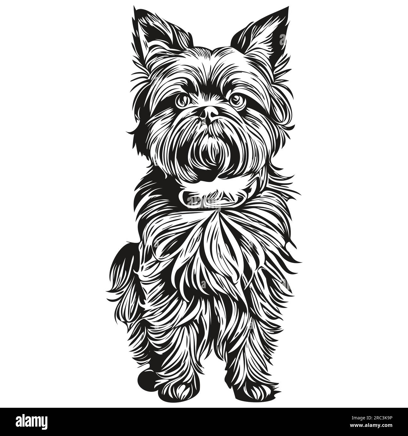 Affenpinscher chien dessin au crayon contour illustration, caractère noir sur fond blanc Illustration de Vecteur