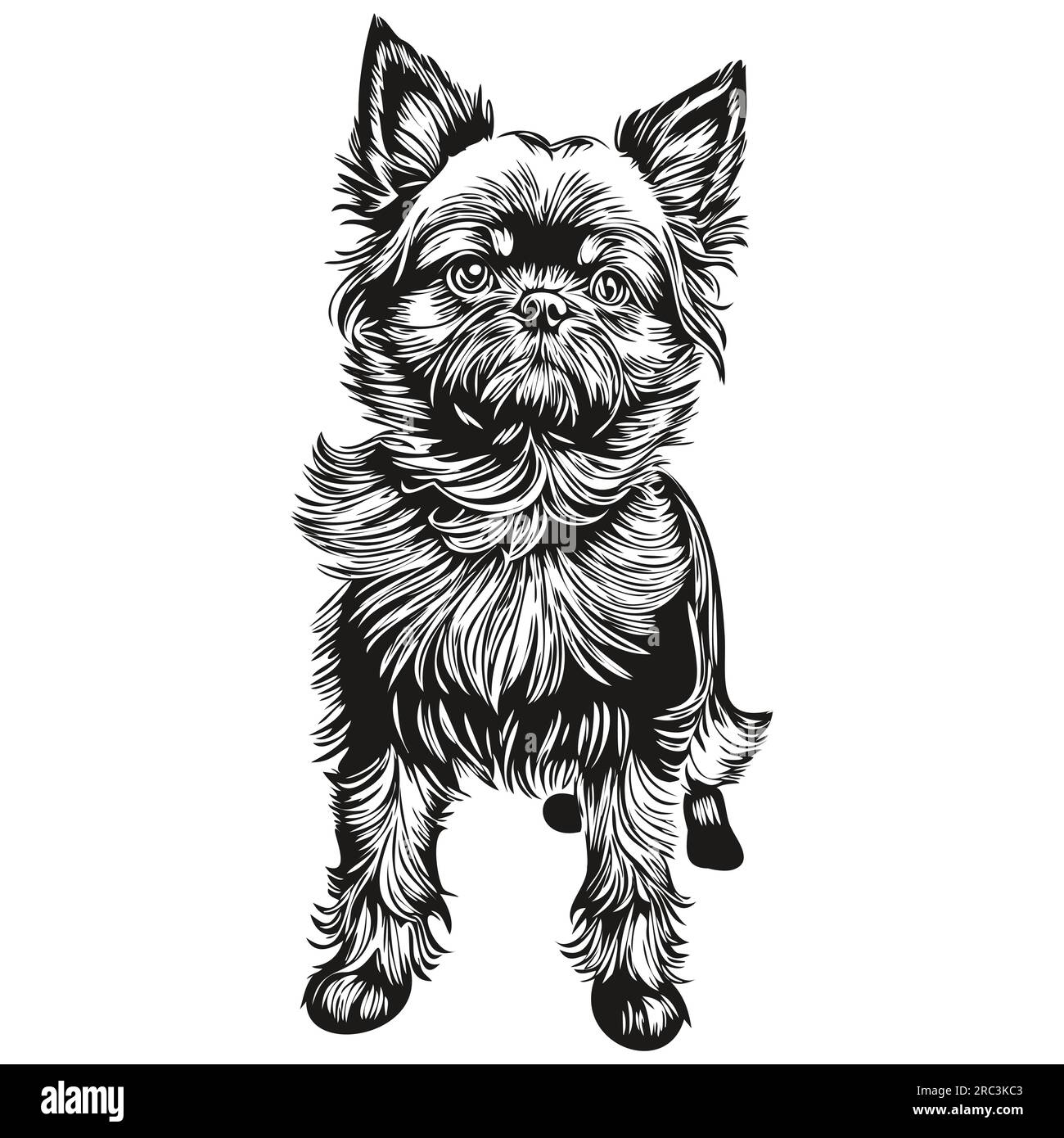 Silhouette d'animal de compagnie de chien Affenpinscher, illustration de ligne d'animal dessiné à la main dessin vectoriel noir et blanc Illustration de Vecteur