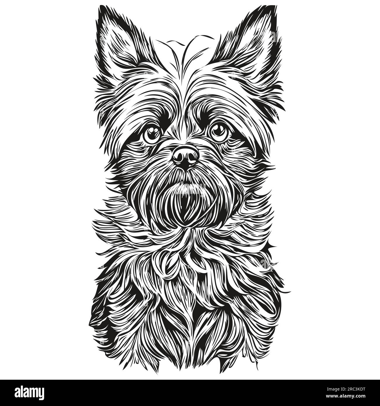 Affenpinscher chien gravé portrait vectoriel, dessin vintage de dessin animé visage en noir et blanc animal de compagnie réaliste de race Illustration de Vecteur