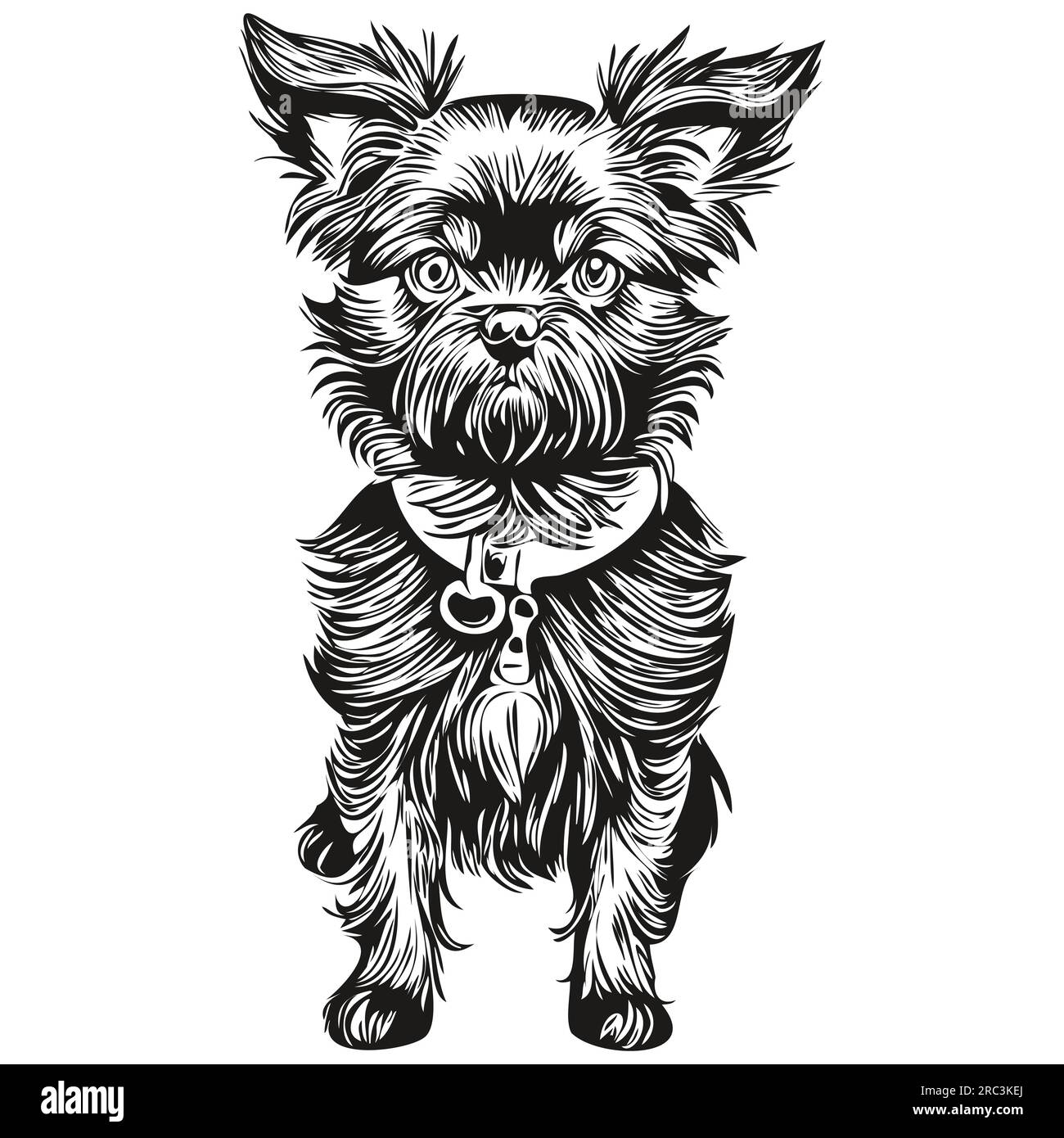 Illustration de croquis d'animal de compagnie de chien Affenpinscher, silhouette réaliste d'animal de compagnie de vecteur de gravure noir et blanc Illustration de Vecteur