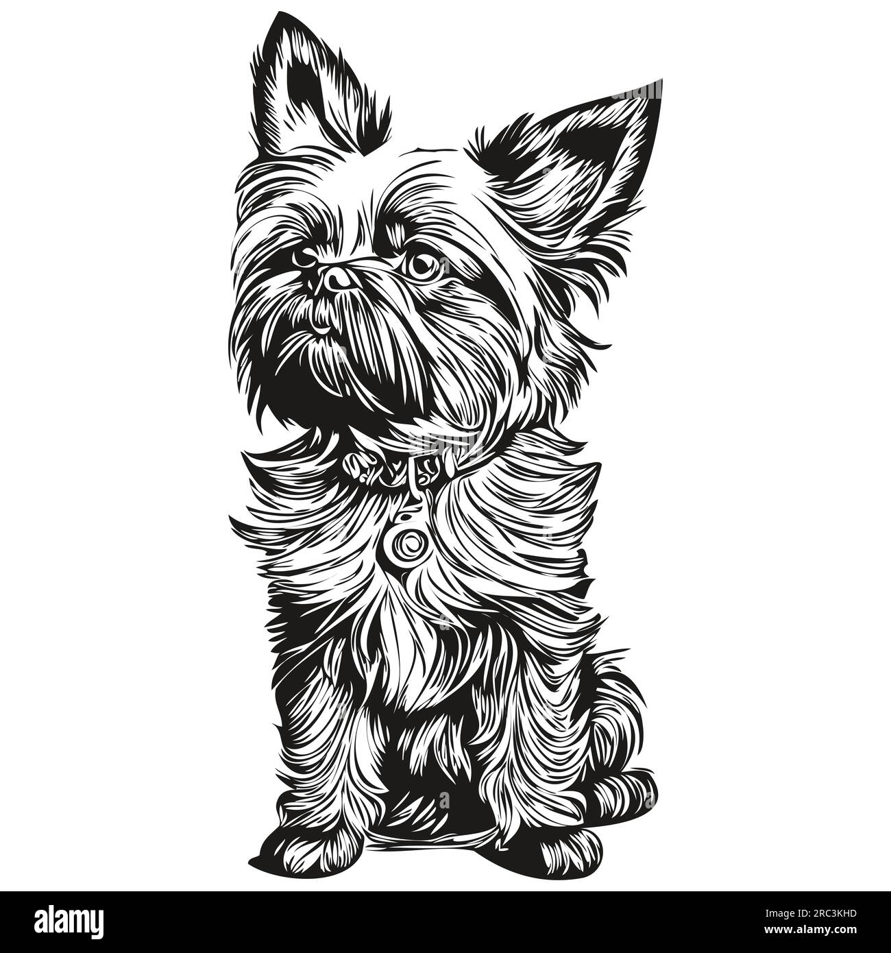 Affenpinscher chien dessin au crayon contour illustration, caractère noir sur fond blanc silhouette réaliste d'animal de compagnie Illustration de Vecteur