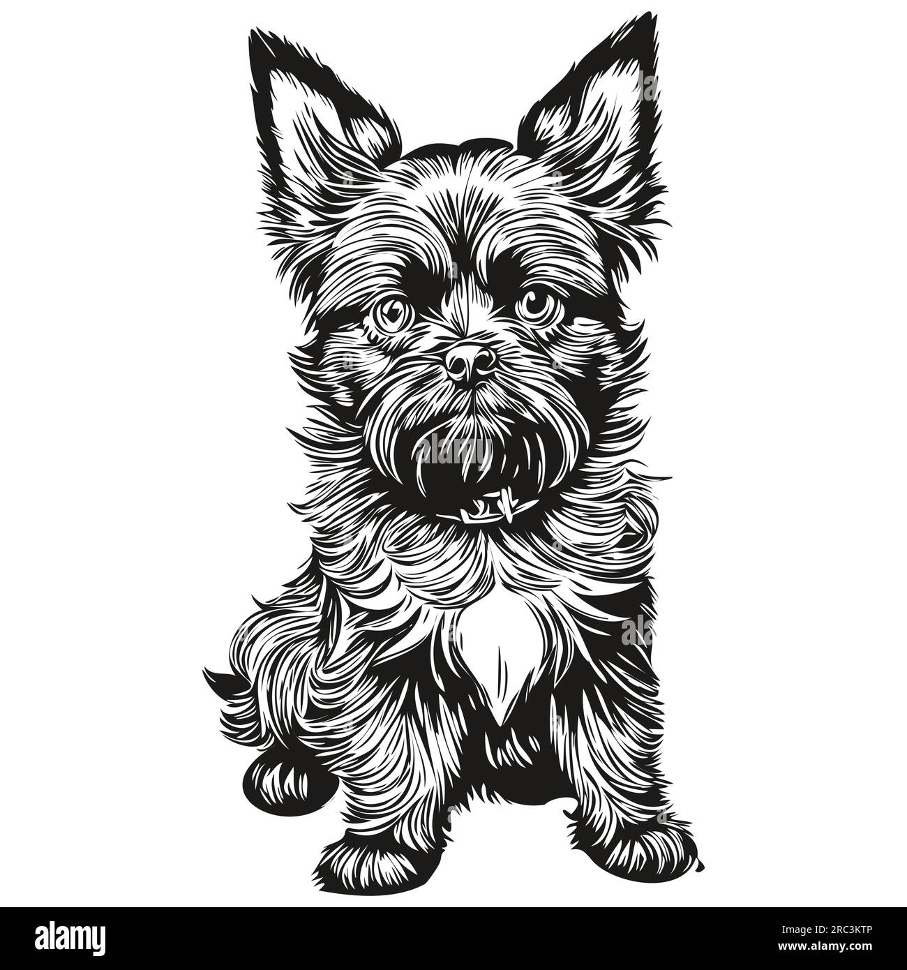 Affenpinscher personnage de silhouette de chien pour animaux de compagnie, clip art vecteur animaux de compagnie dessinant noir et blanc animal de compagnie réaliste de race Illustration de Vecteur