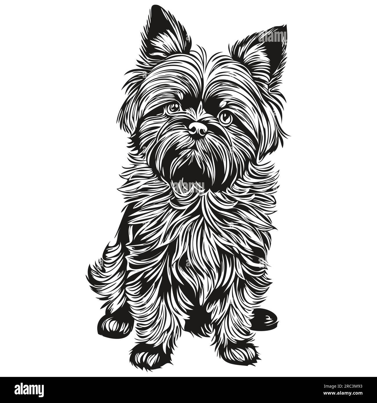 Affenpinscher chien gravé portrait vectoriel, dessin vintage de dessin animé visage en dessin d'esquisse noir et blanc Illustration de Vecteur