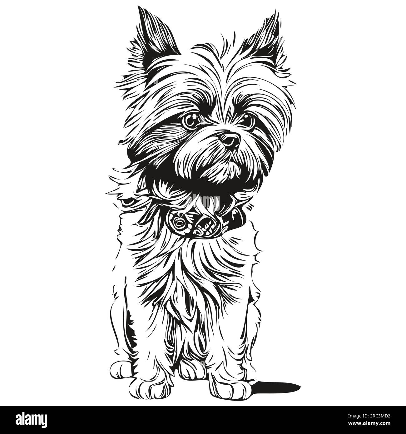 Affenpinscher chien gravé portrait vectoriel, dessin vintage dessin animé visage en silhouette d'animal de compagnie réaliste noir et blanc Illustration de Vecteur