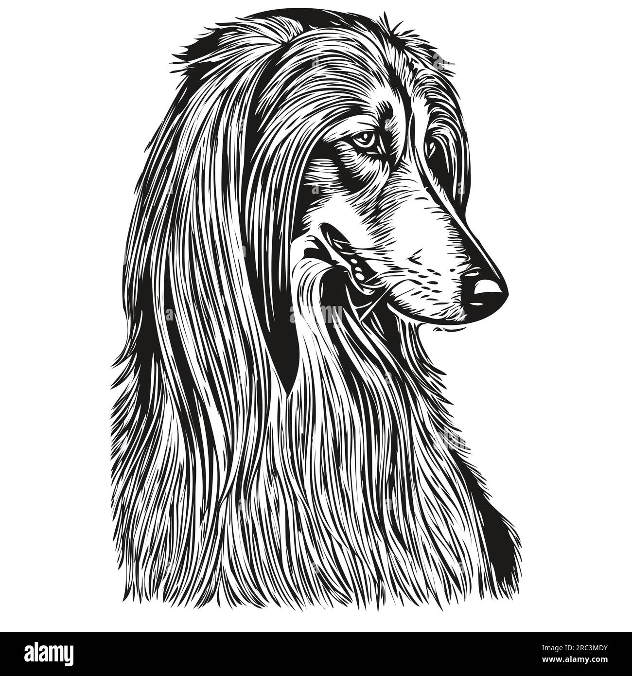 Dessin au trait de race de chien de chien de chien afghan, clip art animal dessin à la main vecteur noir et blanc animal de compagnie réaliste de race Illustration de Vecteur