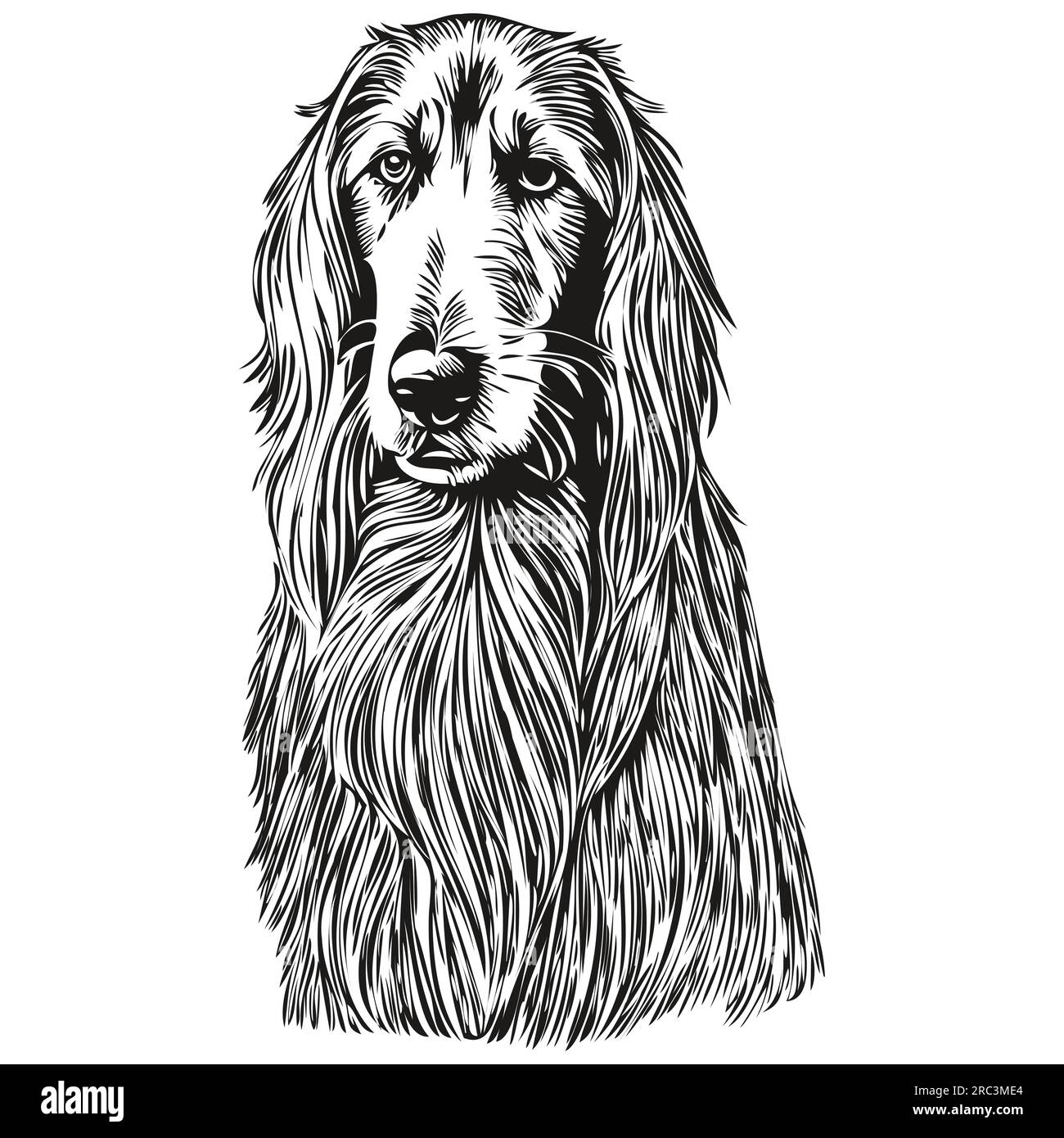 Dessin d'esquisse à l'encre de chien afghan Hound, tatouage vintage ou t-shirt imprimé dessin d'esquisse vectoriel noir et blanc Illustration de Vecteur