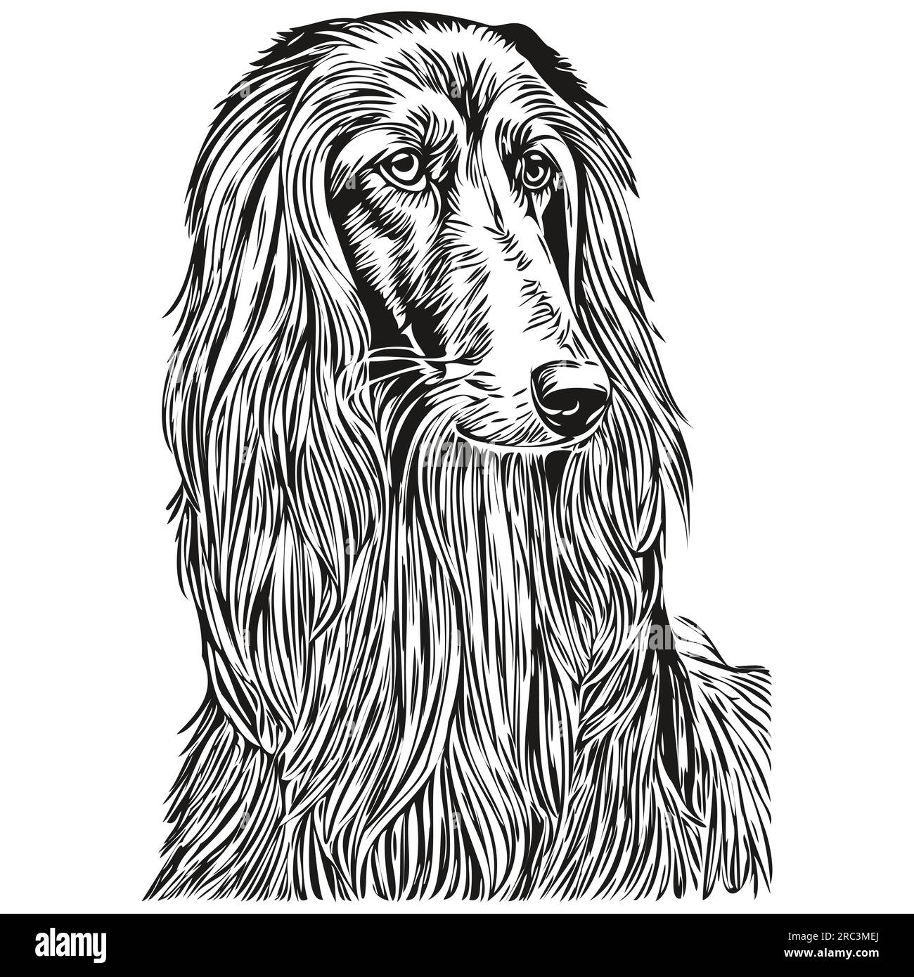 Chien de chien de chien de chien de chien afghan isolé dessin sur fond blanc, illustration de ligne de tête d'animal de compagnie Illustration de Vecteur