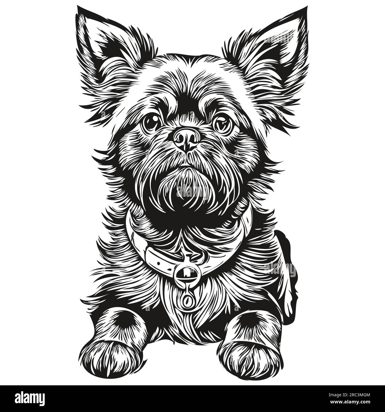 Portrait vectoriel de visage de chien Affenpinscher, dessin d'esquisse de fond blanc drôle illustration d'animal de compagnie Illustration de Vecteur