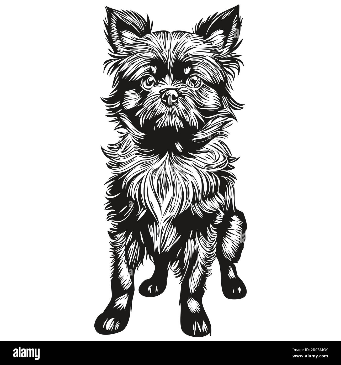 Affenpinscher chien gravé portrait vectoriel, dessin vintage dessin animé visage en noir et blanc Illustration de Vecteur