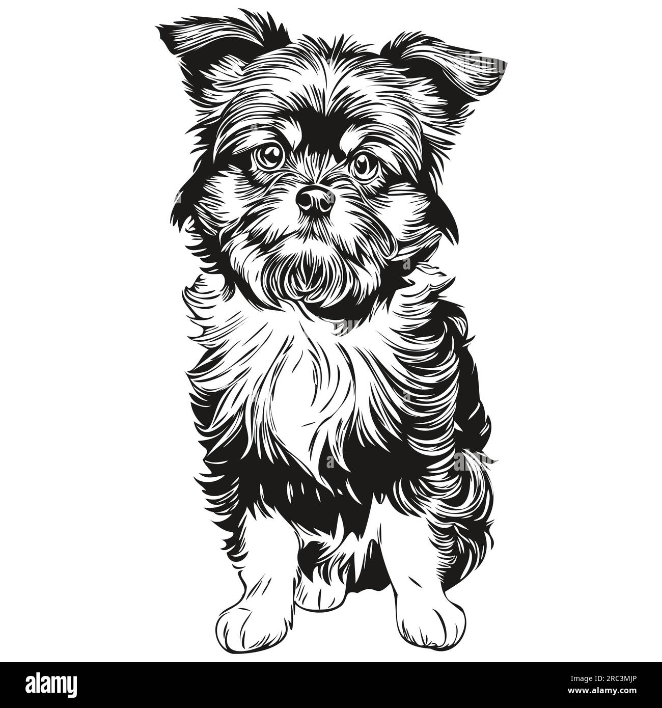 Affenpinscher chien dessin animé portrait d'encre de visage, dessin d'esquisse noir et blanc, imprimé tshirt animal de compagnie réaliste de race Illustration de Vecteur
