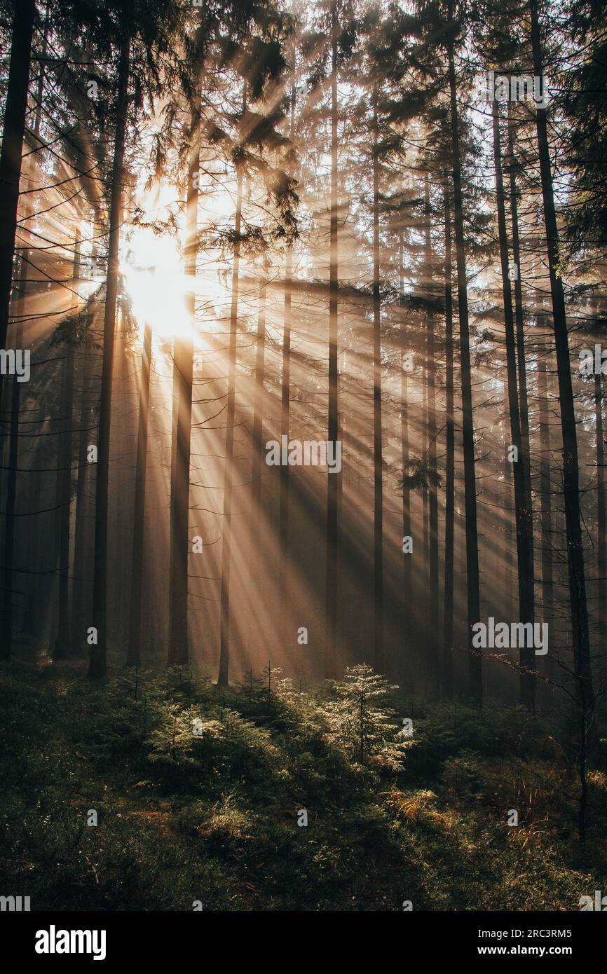 Les rayons du soleil du matin brillent à travers la forêt sombre comme un espoir pour les plantes de mieux vivre et de pouvoir réaliser la photosynthèse. la fai de la nature Banque D'Images