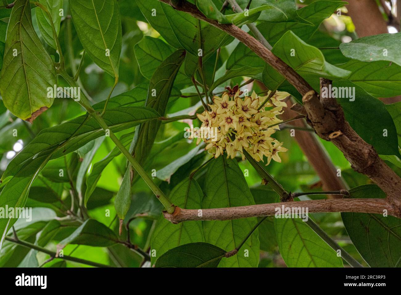 Cola Tree, Cola acuminata. Tous les colas proviennent d’Afrique subsaharienne (Afrique centrale, Afrique de l’Ouest) Banque D'Images