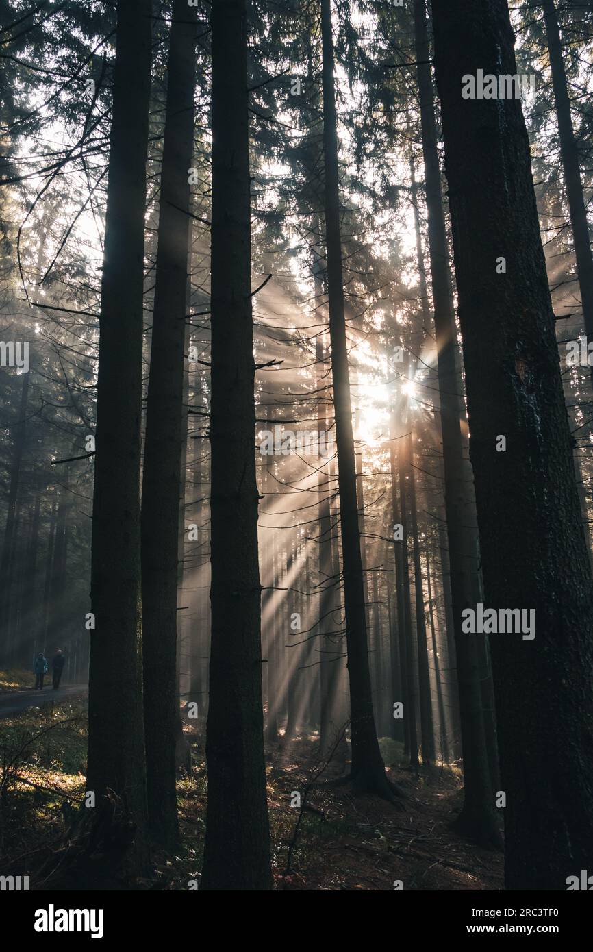 Les rayons du soleil du matin brillent à travers la forêt sombre comme un espoir pour les plantes de mieux vivre et de pouvoir réaliser la photosynthèse. la fai de la nature Banque D'Images