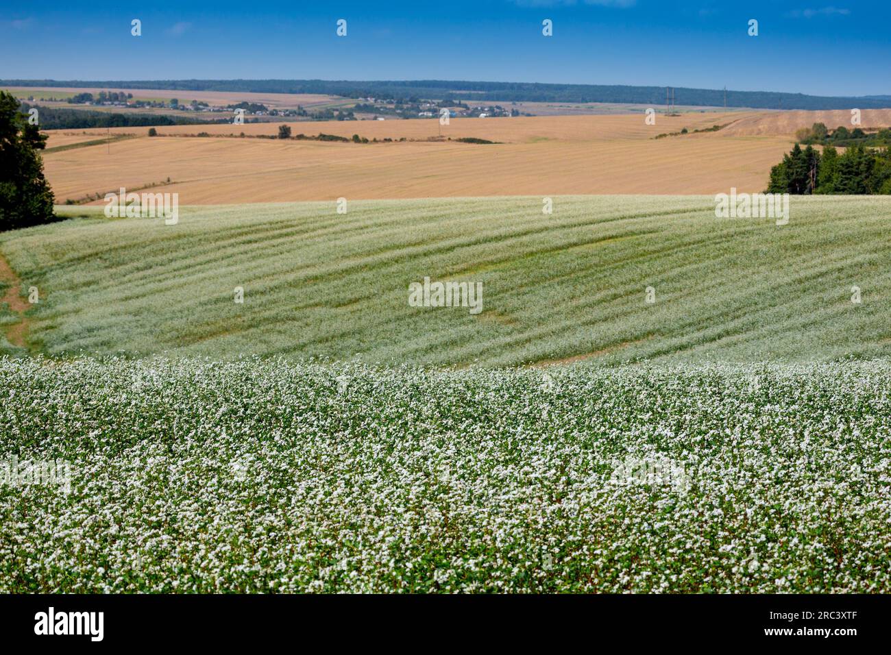 D'immenses champs de ferme sur les collines sont séparés par des bandes forestières. Un champ florissant de sarrasin. Terres agricoles dans la région de Ternopil dans l'ouest d'Ukra Banque D'Images