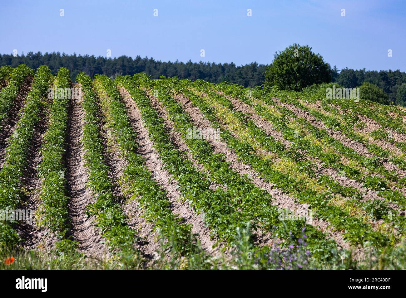 Les champs de ferme sur les pentes des collines sont plantés avec des pommes de terre. La culture pousse bien après le semis, a des feuilles saines, des tiges fortes et des fleurs. Le Banque D'Images