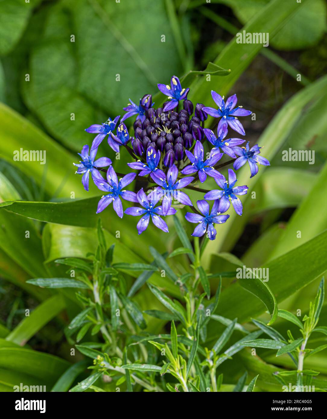 Scilla peruviana ou bleu violet, une umbel irrésistible d'étoiles ICE blue Banque D'Images