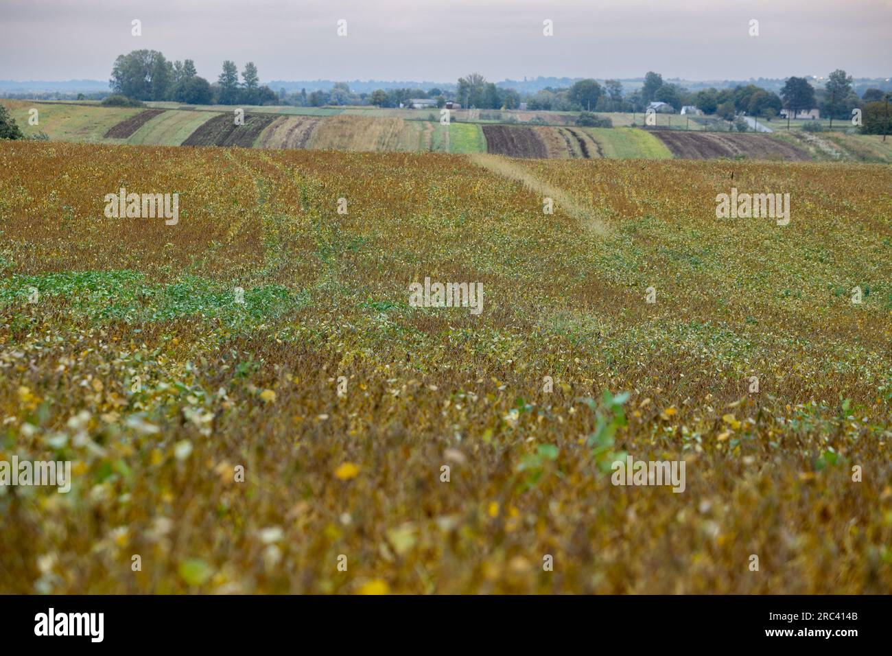 Un champ agricole semé de soja. La culture est presque mûre, les gousses sont abondantes sur les tiges. Quelque part dans la région de Lviv à l'ouest de l'Ukraine. Banque D'Images