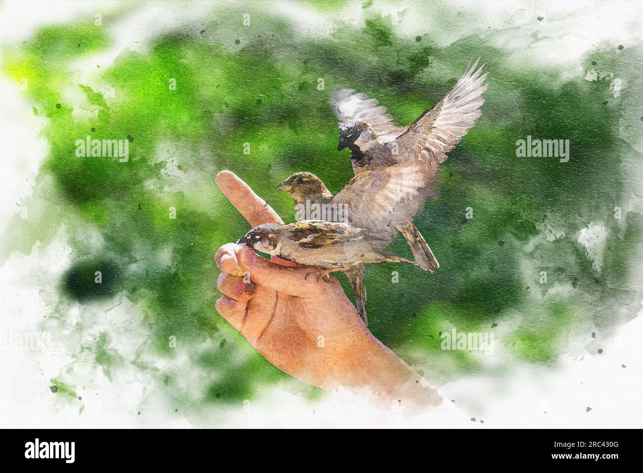 Alimentation des oiseaux. Une peinture numérique de moineaux glisse et s'accroche aux doigts d'un homme pour manger des miettes de pain. Banque D'Images