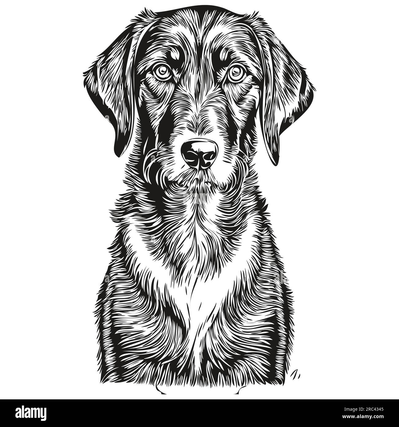 Noir et Tan Coonhound chien de race dessin au trait, clip art animal dessin à la main vecteur noir et blanc animal de compagnie réaliste de race Illustration de Vecteur