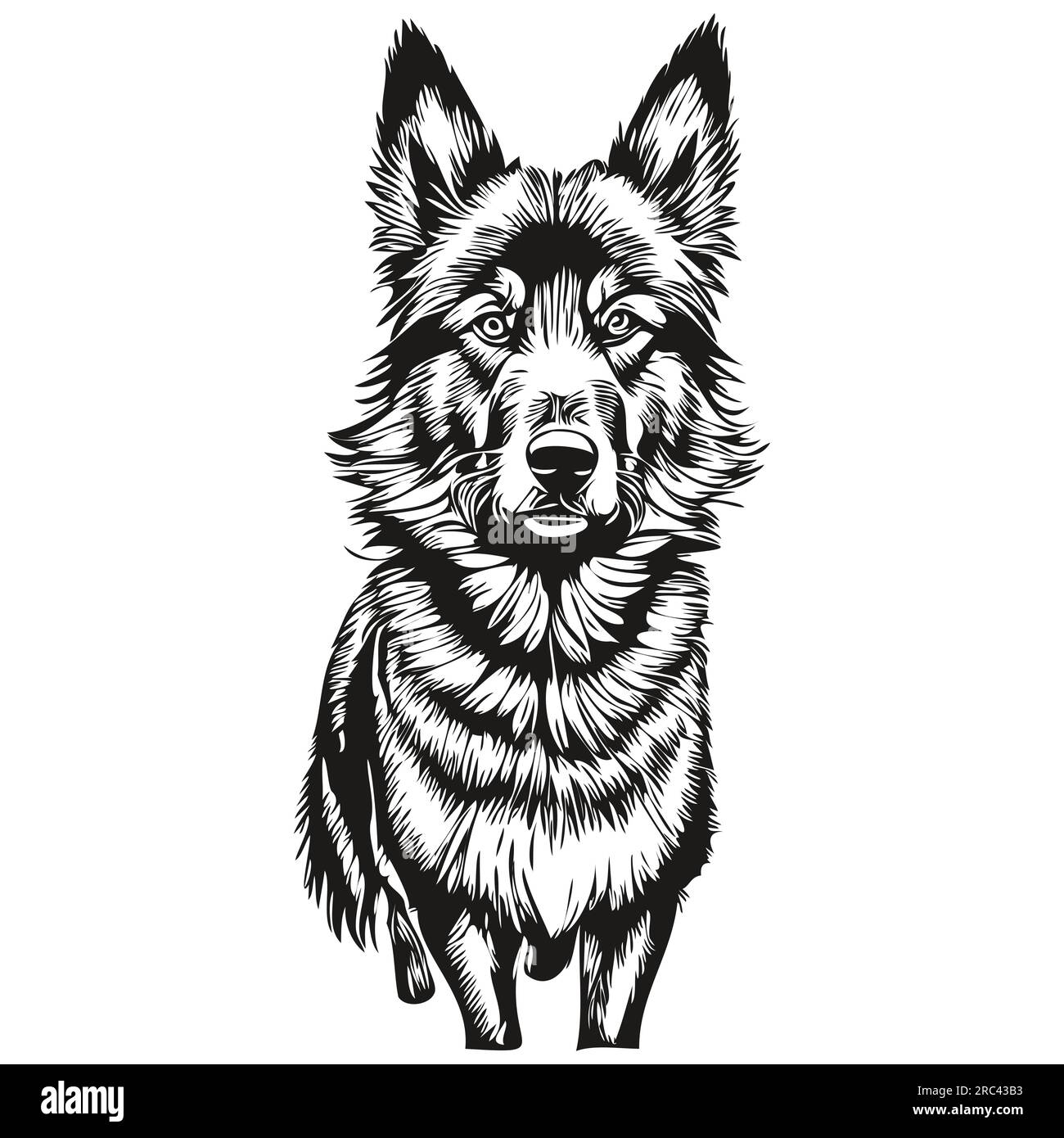 Belgian Tervuren chien t shirt imprimé noir et blanc, mignon vecteur de  dessin de contour drôle Image Vectorielle Stock - Alamy