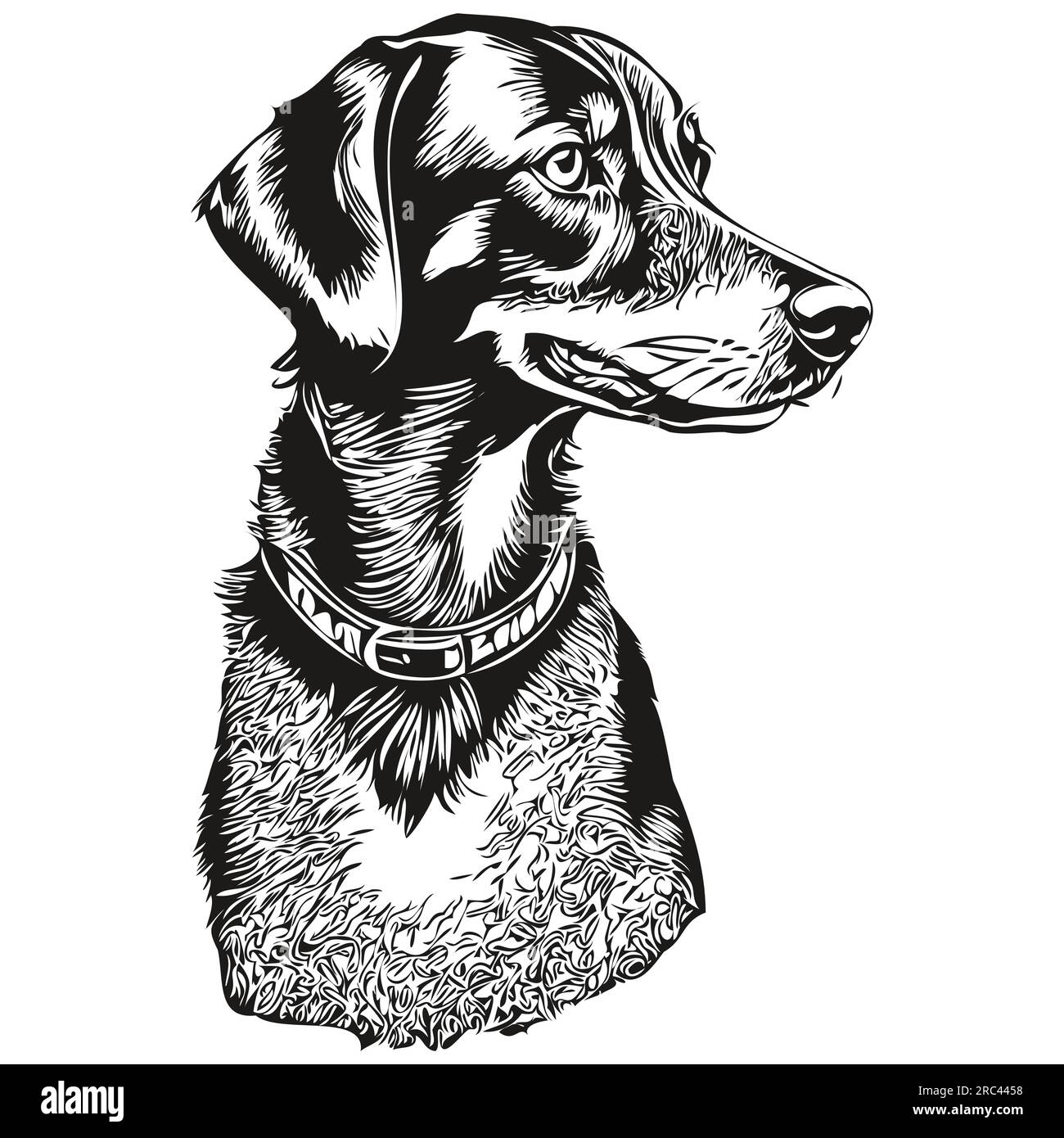 Noir et Tan Coonhound chien de race dessin au trait, clip art animal dessin à la main vecteur noir et blanc Illustration de Vecteur